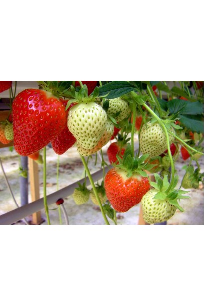 Полуниці Дарселект - дозрівання плодів